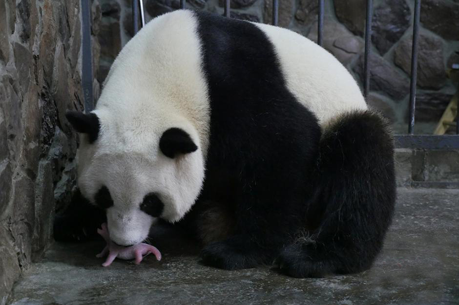 Giant Panda News