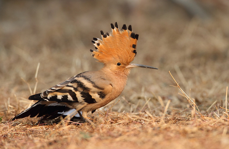 Sichuan Bird Tour