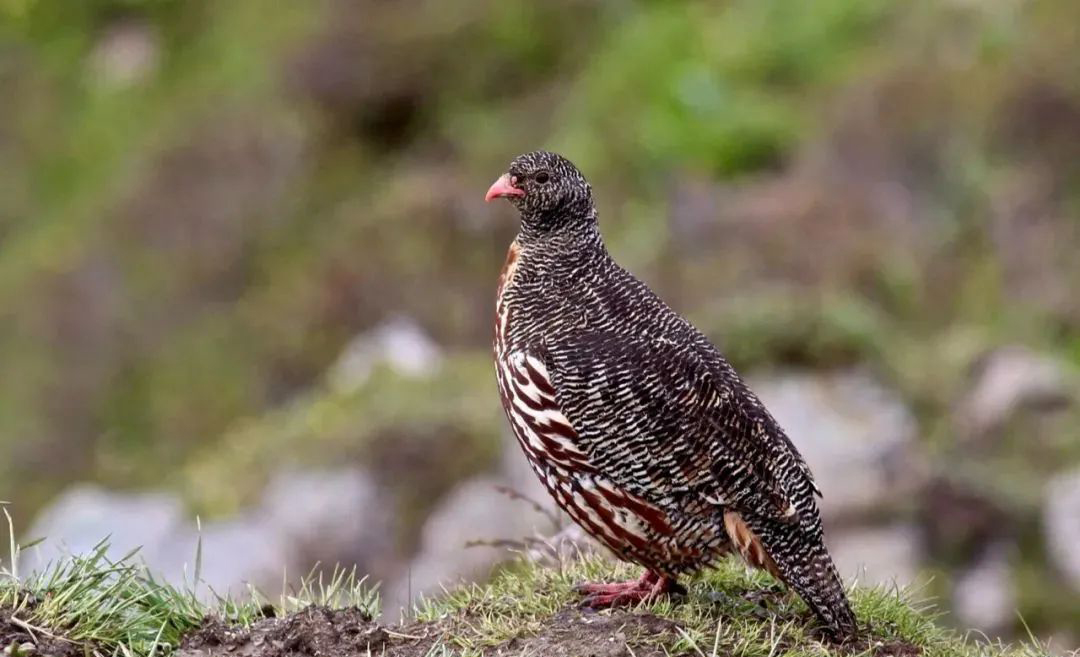 Balangshan Birds
